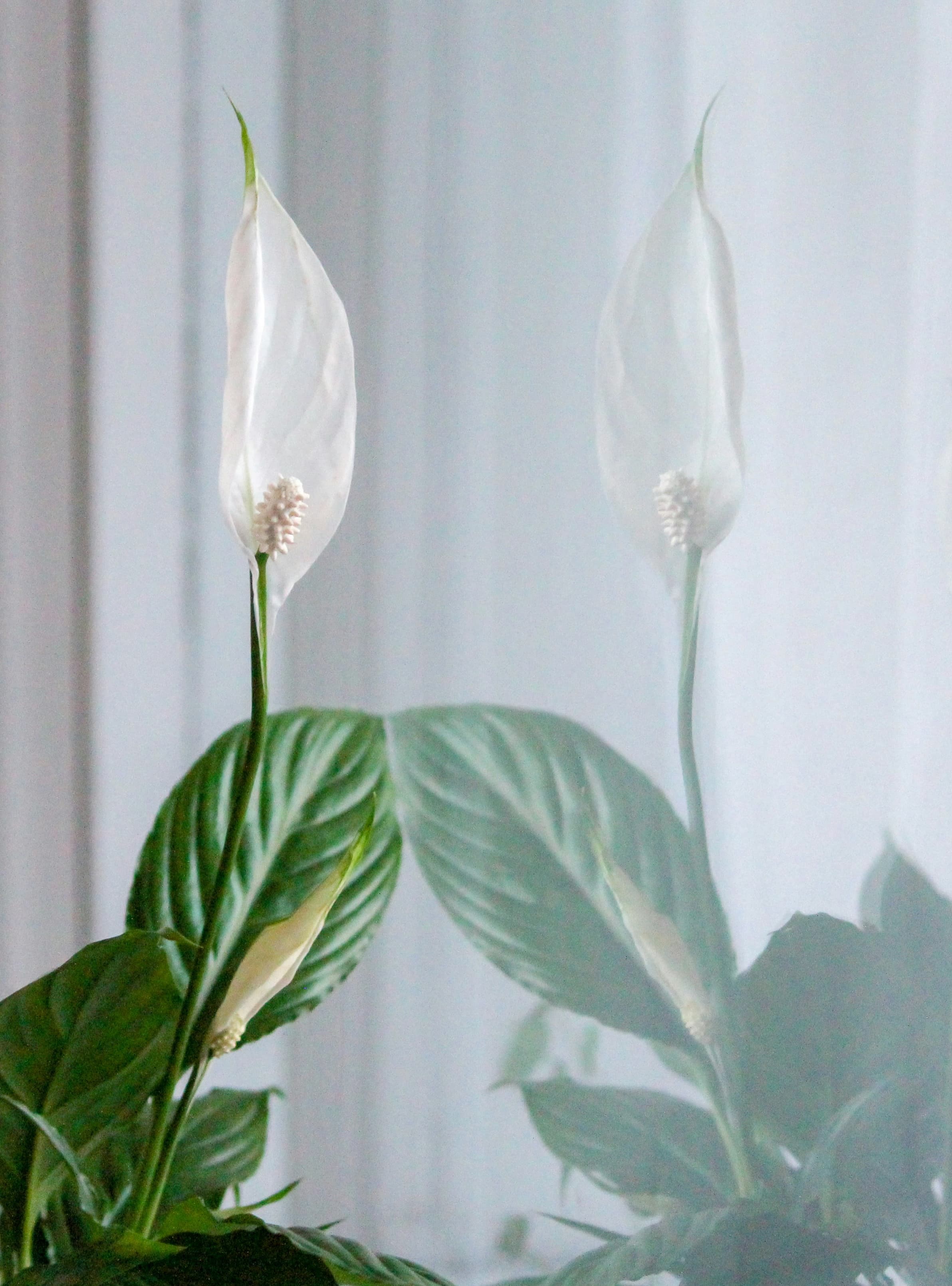 Peace lily in soft window light